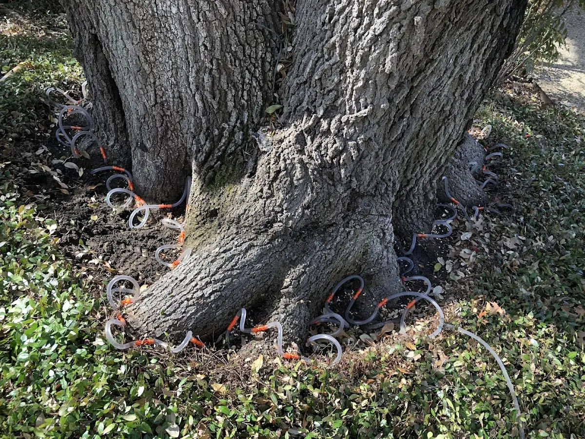 Detailed Tree Cabling and Bracing job site in Carlinville