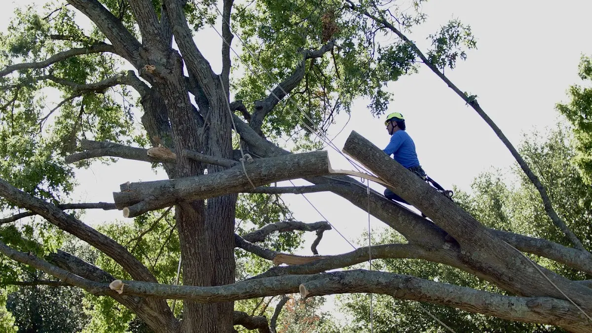 Professional Hazardous Tree Removal performed by certified arborists in Carlinville