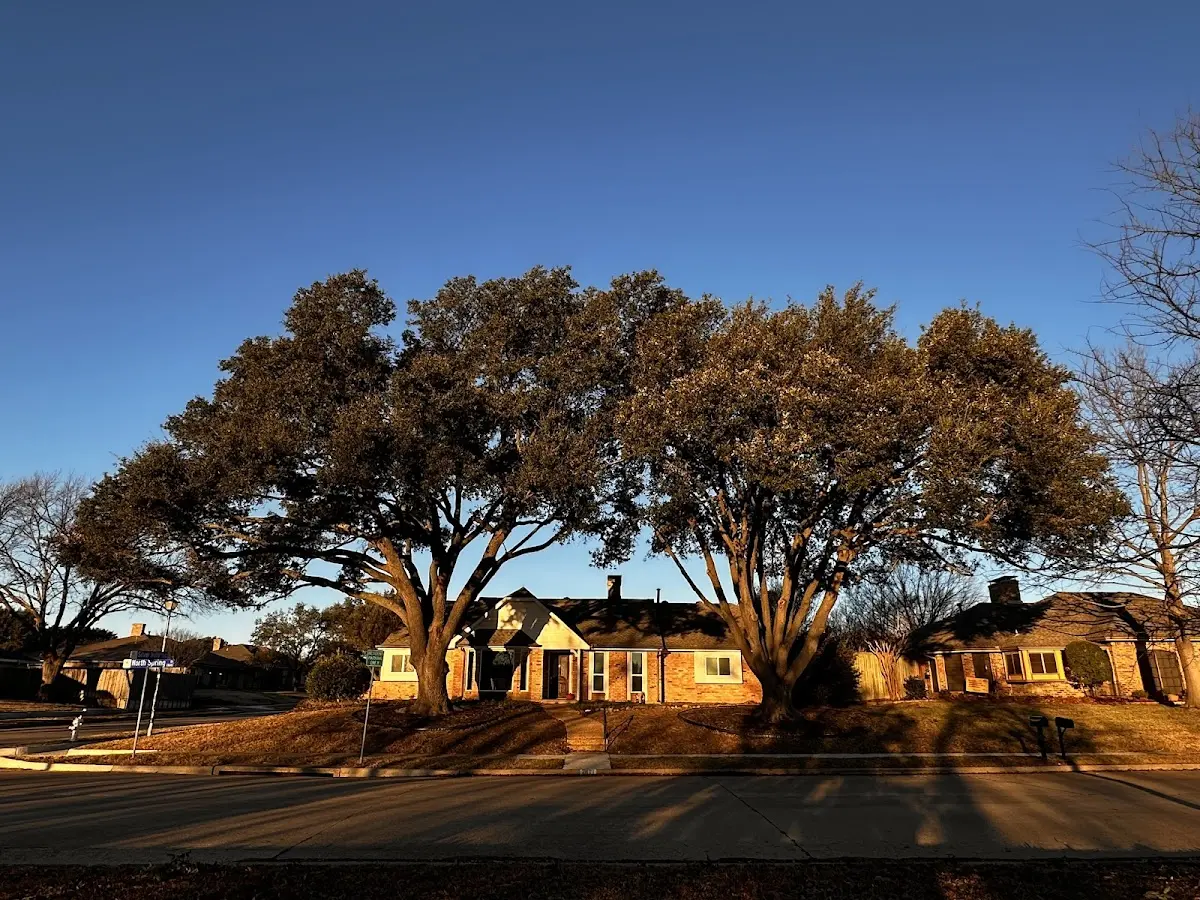 Established residential canopy tree shading a home in Carlinville